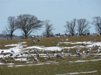 /album/fotogallerij/kraanvogels-bij-hornborgasjon-jpg/